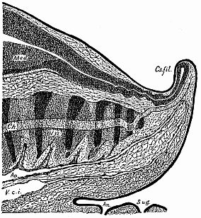 Median longitudinal section of the tail of a human embryo, two-thirds of an inch long.