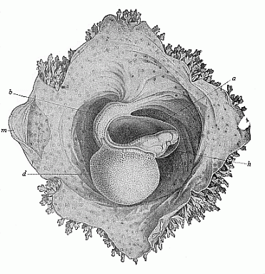 Human embryo of sixteen to eighteen days.