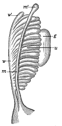 Primitive kidneys of a human embryo.