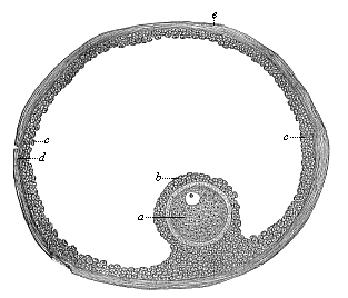 A ripe human Graafian follicle.